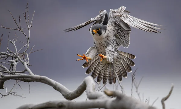Peregrine Falcon New Jersey — Stock fotografie