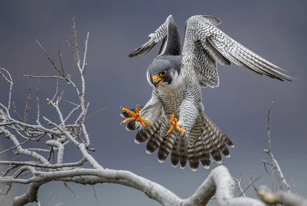 Peregrine Falcon New Jersey — Stock fotografie