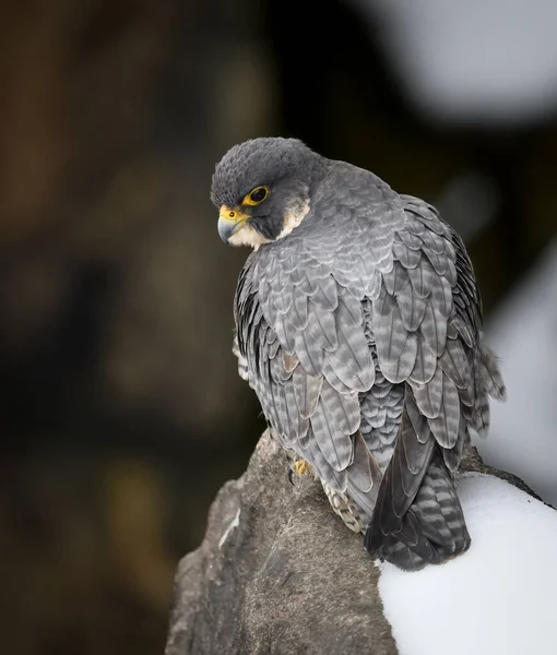 stock image A peregrine falcon in New Jersey