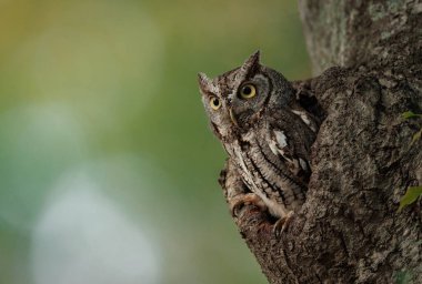 Bir doğu baykuşu Florida 'da bir ağaçta 
