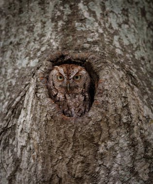 Bir doğu baykuşu Florida 'da bir ağaçta 