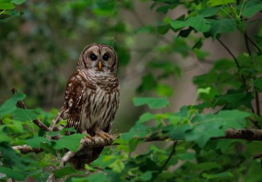 Everglades, Florida 'da parmaklıklı bir baykuş. 
