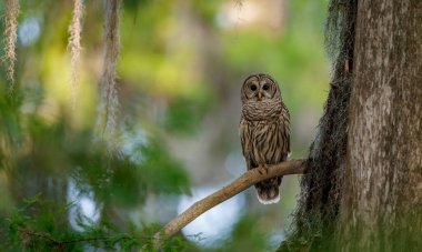 Everglades, Florida 'da parmaklıklı bir baykuş. 