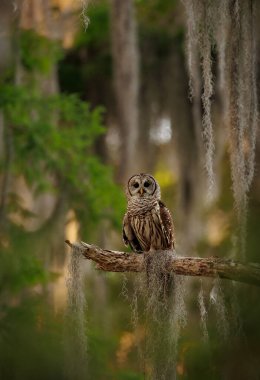 A barred owl in the Everglades, Florida 