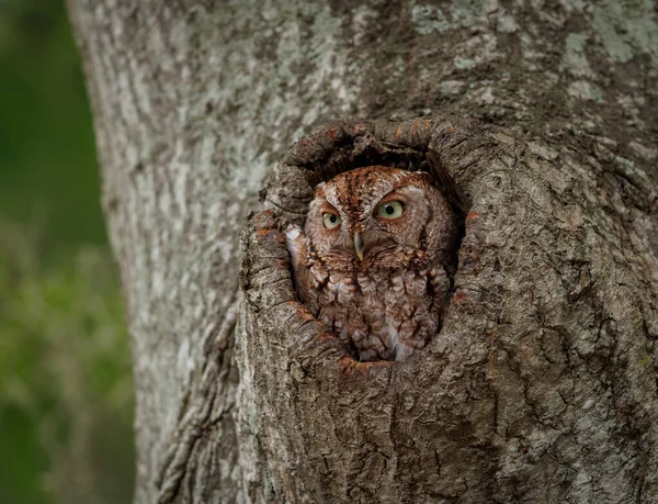 Eastern Screech Owl Tree Florida — Stock Photo, Image