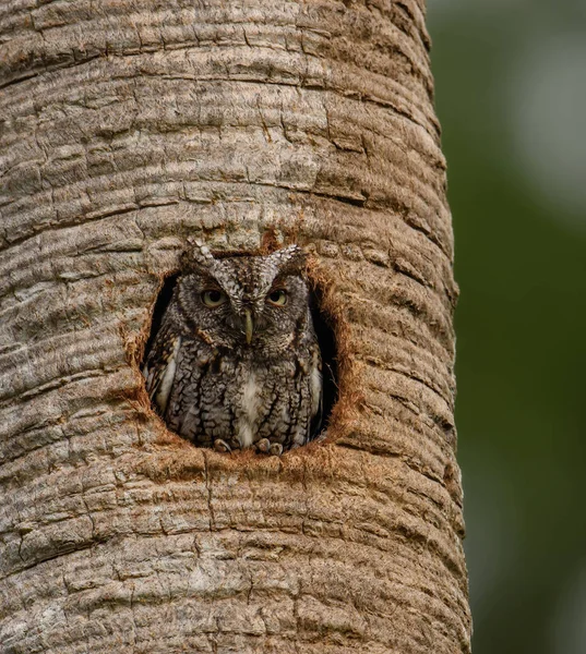 佛罗里达州一棵树上的一只东方尖叫声猫头鹰 — 图库照片