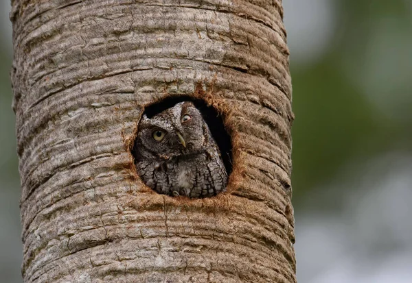 佛罗里达州一棵树上的一只东方尖叫声猫头鹰 — 图库照片