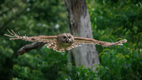 Barred Owl Everglades Florida — стоковое фото