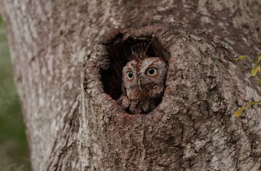 Florida 'nın doğu baykuşu