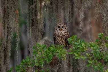 Everglades, Florida 'da parmaklıklı bir baykuş. 