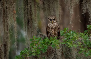 Everglades, Florida 'da parmaklıklı bir baykuş. 