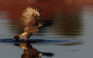 Florida Everglades Ulusal Parkı 'nda salyangoz uçurtması