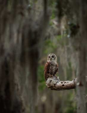 Everglades, Florida 'da parmaklıklı bir baykuş. 