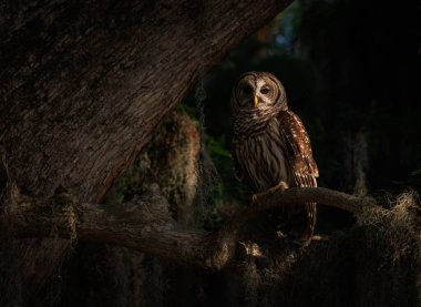 Everglades, Florida 'da parmaklıklı bir baykuş. 