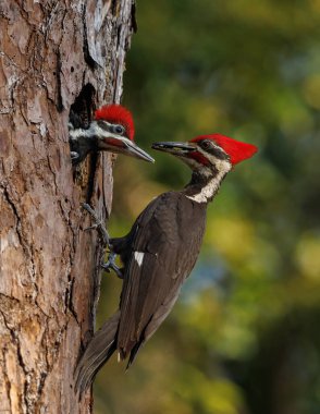 Güney Florida 'da dağılmış ağaçkakan yuvası