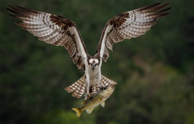 Yavruları için balıklı Osprey