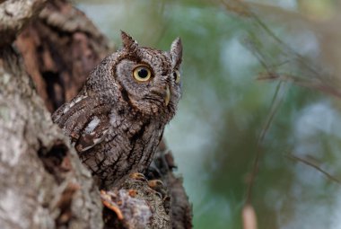 Florida 'nın doğu baykuşu
