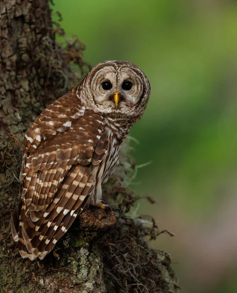 Barred Owl Everglades Florida — Fotografia de Stock