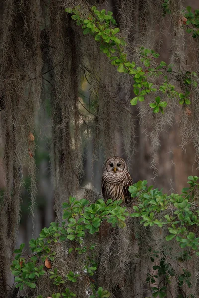 佛罗里达州大沼泽地里的一只有栅栏的猫头鹰 — 图库照片