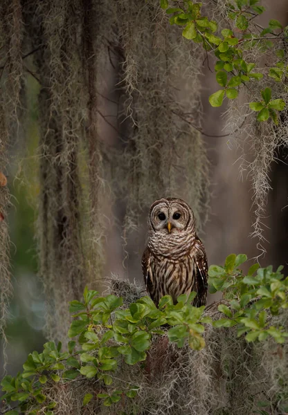 佛罗里达州大沼泽地里的一只有栅栏的猫头鹰 — 图库照片