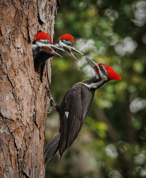 Güney Florida 'da dağılmış ağaçkakan yuvası