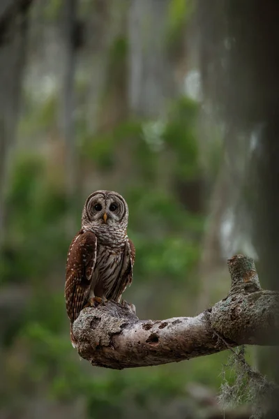 Barred Owl Everglades Florida — Foto de Stock