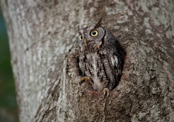 Eastern Screech Owl Florida — Stock Photo, Image