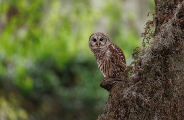 Florida Everglades Ulusal Parkı 'nda yasaklanmış baykuş.. 