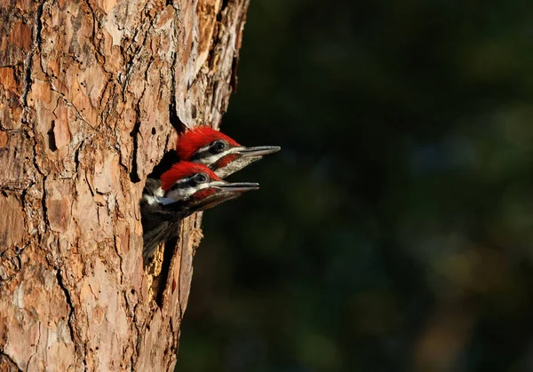 Pileated Woodpecker Nest Southern Florida — Stock fotografie
