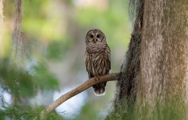 Florida Everglades Ulusal Parkı 'nda yasaklanmış baykuş.. 