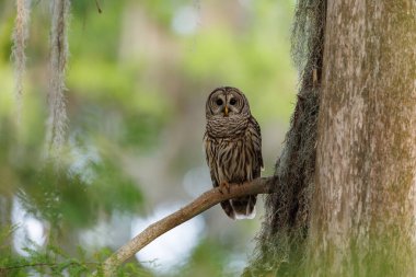 Florida Everglades Ulusal Parkı 'nda yasaklanmış baykuş.. 