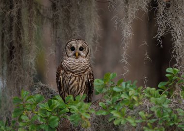 Florida Everglades Ulusal Parkı 'nda yasaklanmış baykuş.. 