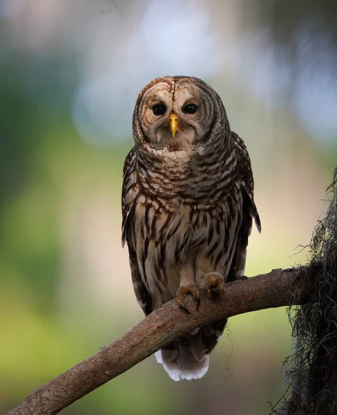 Barred Owl Everglades National Park Florida — Stock Photo, Image