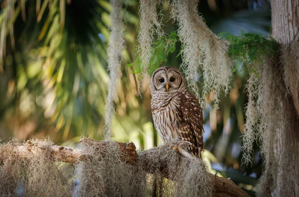 Barred Owl Everglades National Park Florida — Stock Photo, Image