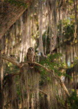 Florida Everglades Ulusal Parkı 'nda yasaklanmış baykuş.. 