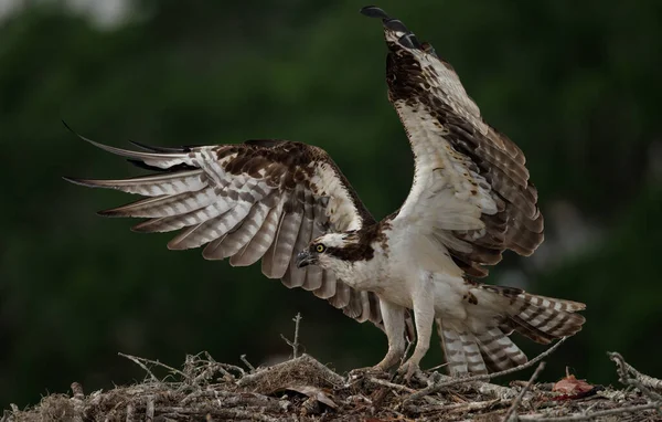Osprey Halat Hoz Floridai Fészekbe — Stock Fotó