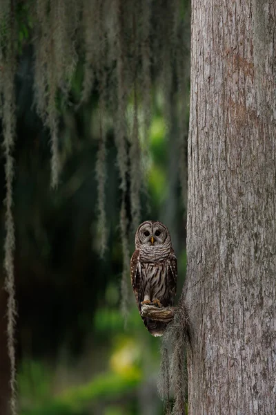佛罗里达州Everglades国家公园的被禁猫头鹰 — 图库照片