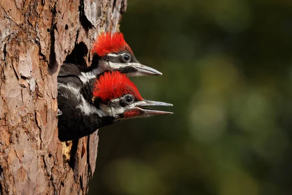 Buntspecht Nest Süden Floridas — Stockfoto