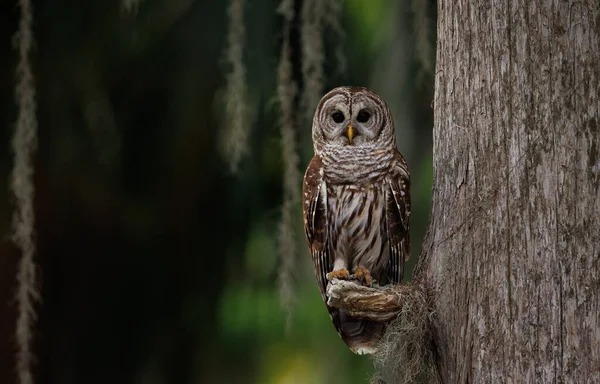 Barred Owl Στο Εθνικό Πάρκο Everglades Φλόριντα — Φωτογραφία Αρχείου