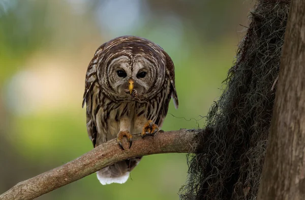 Barred Owl Parque Nacional Everglades Florida — Foto de Stock