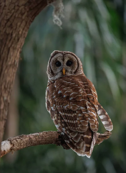 Barred Owl Στο Εθνικό Πάρκο Everglades Φλόριντα — Φωτογραφία Αρχείου
