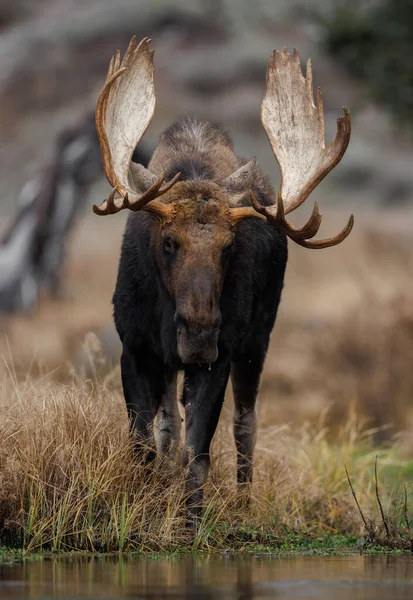 Bull Moose Het Grand Teton National Park — Stockfoto