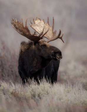 Grand Teton Ulusal Parkında Boğa Geyiği