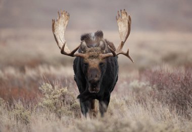 Grand Teton Ulusal Parkında Boğa Geyiği