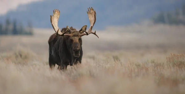 Bull Moose Στο Εθνικό Πάρκο Grand Teton — Φωτογραφία Αρχείου