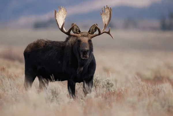 Bull Moose Národním Parku Grand Teton — Stock fotografie