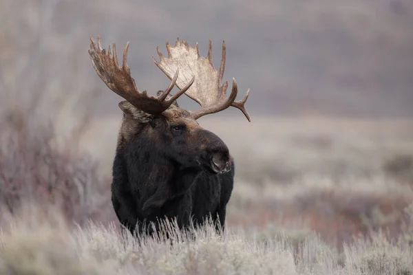 Bull Moose Parque Nacional Grand Teton — Fotografia de Stock