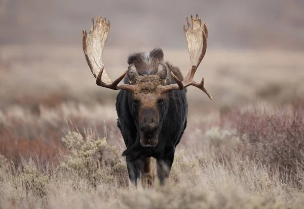 Bull Moose Parque Nacional Grand Teton — Fotografia de Stock
