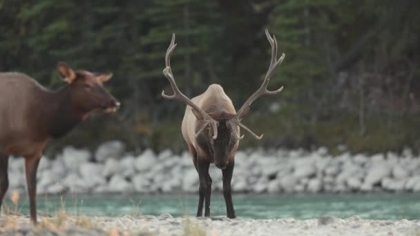 Alce Durante Carreggiata Nelle Montagne Rocciose Canadesi — Video Stock