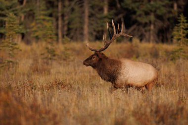 Elk rut in the Canadian Rockies clipart
